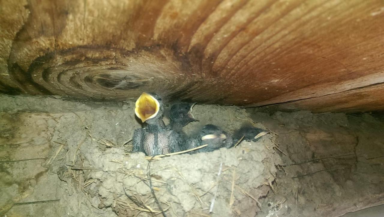 Casa Rural Vilaspasa, Alquiler Integro Gotarta Bagian luar foto